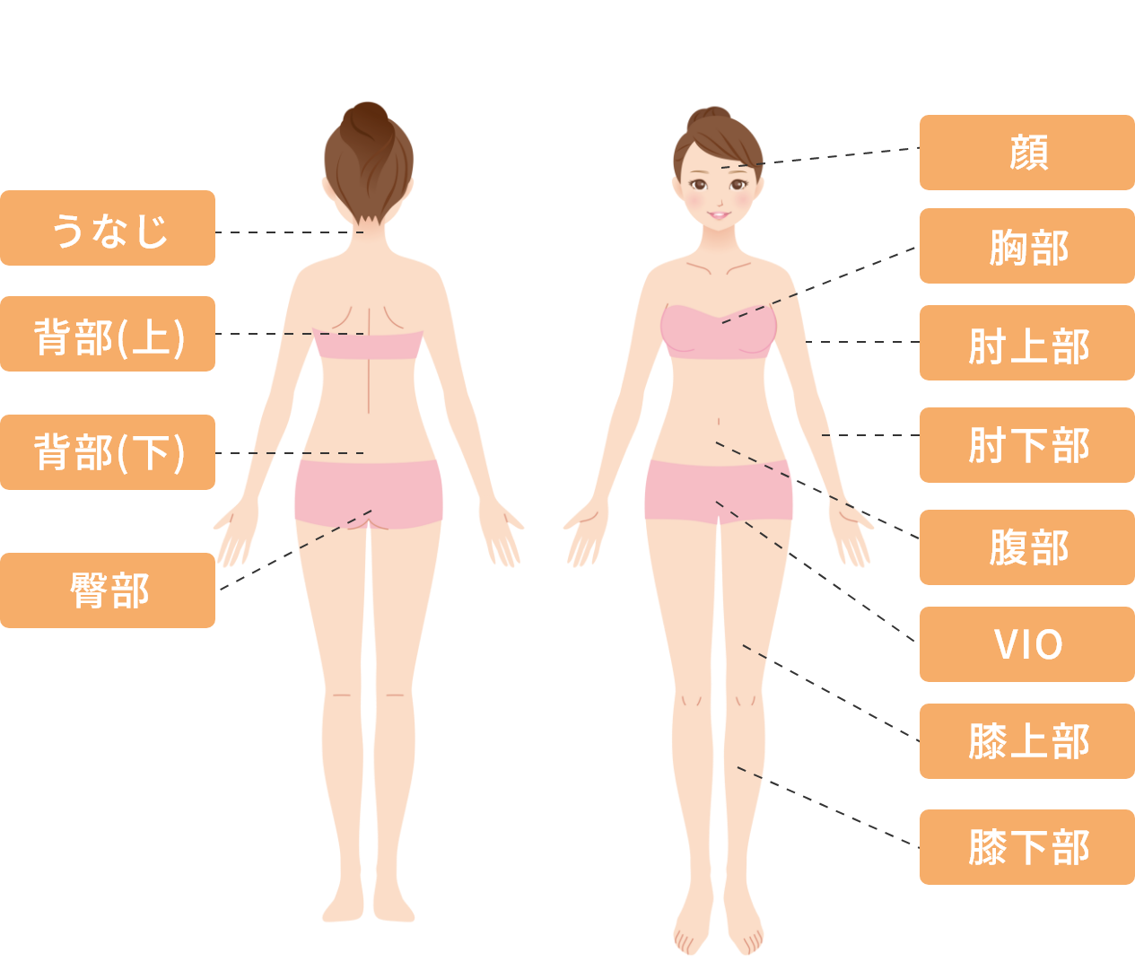 女性：顔、うなじ、胸部、肘上部、背部(上)、肘下部、腹部、VIO、背部(下)、膝上部、臀部、膝下部